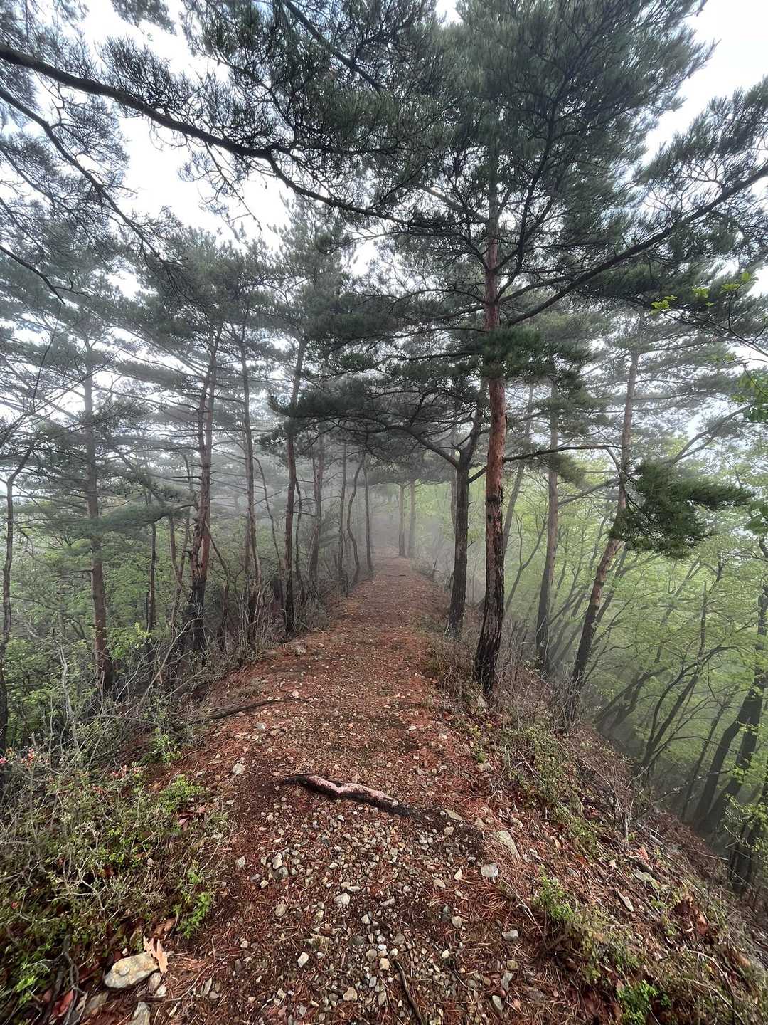 赤雪山登山口-赤雪山 往復コースの写真