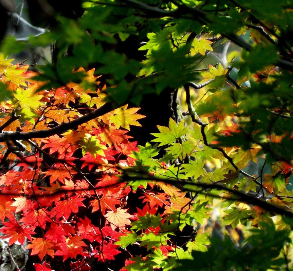 今年の紅葉は赤色が少ない印象
