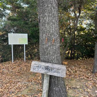 安見ヶ城山山頂に到着。山頂標識。