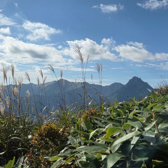 ススキ🌾に笹原に向かって見えるは
右側から石鎚山西冠二の森に何とか鞍瀬の頭がみえてます