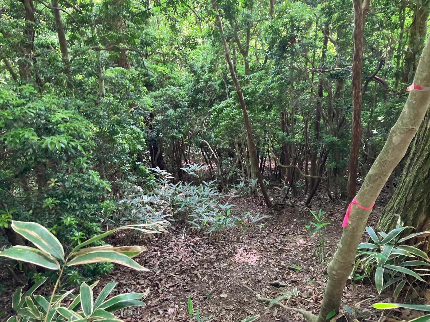 急な坂を下って香酔山に向かいます。