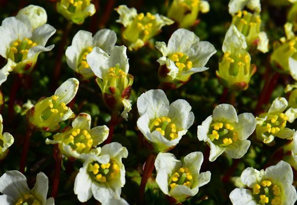 ニセイカウシュッペ山（北海道・1883m）| 登山ルート・天気 | YAMAP