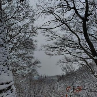 真っ白しろすけ。