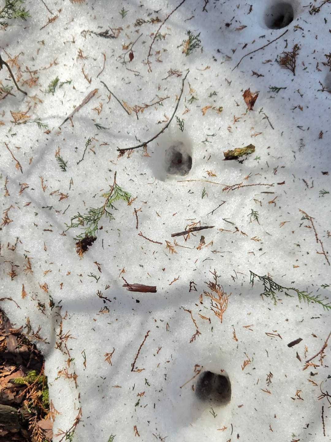 鹿？の足跡
頂上近くには雪が残ってました