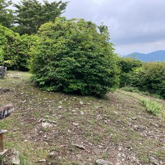 コチラも広い山頂