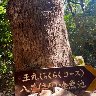 降りはらくらくコースから