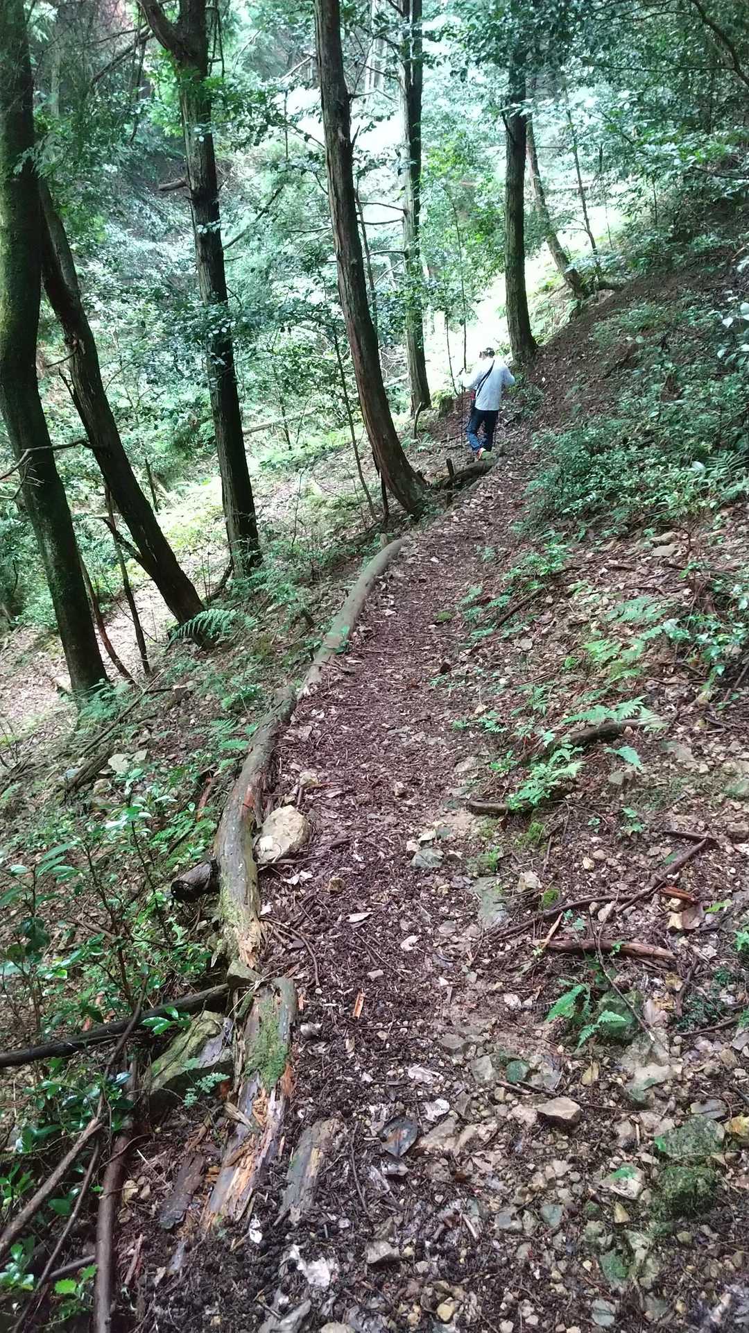 長尾山 周回コースの写真