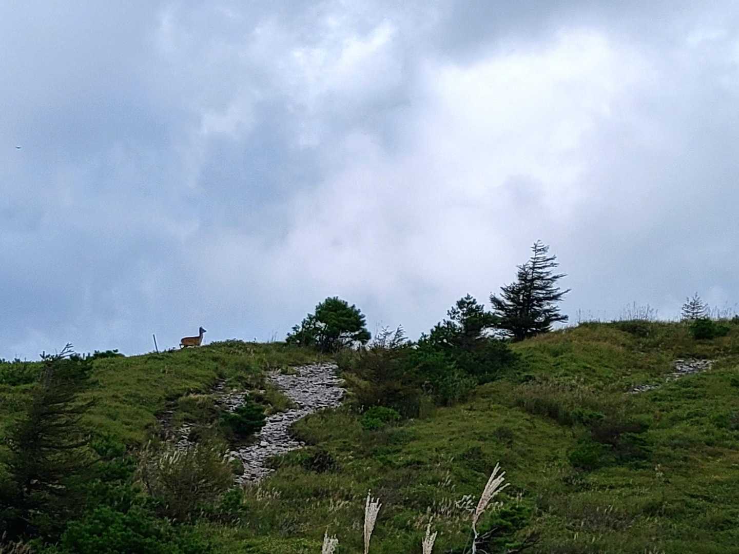 と、山頂に鹿さんが🦌😳✨️