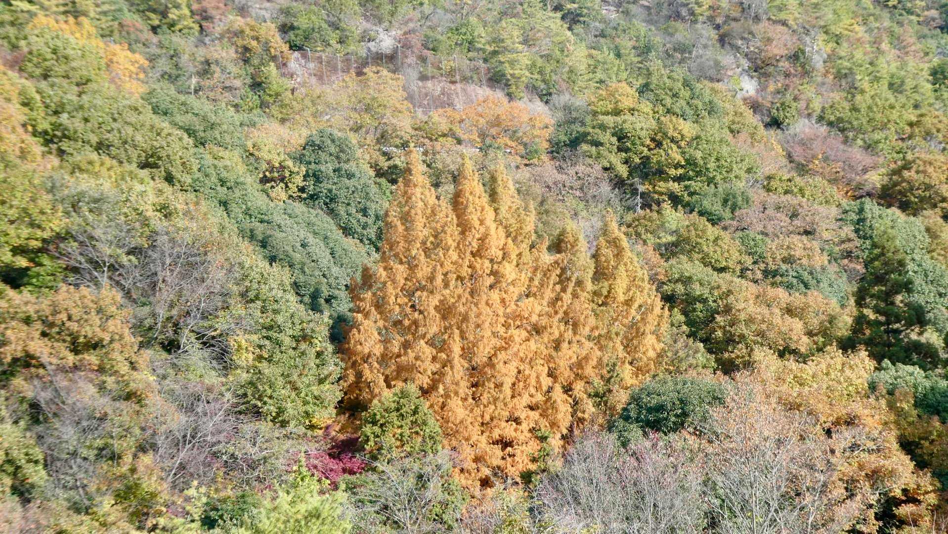 金山-岩坂峠 周回コースの写真