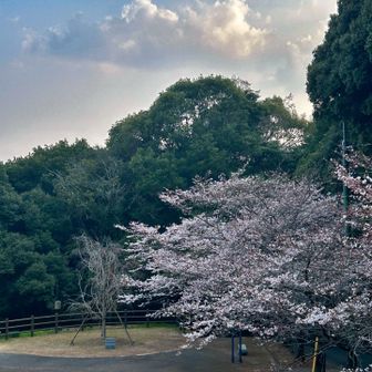 遅いこの時間帯は


山頂は

人が少なくて


ゆっくり桜を堪能できました！