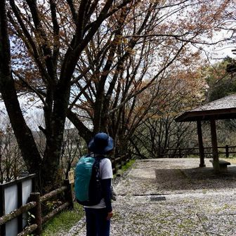 ソメイヨシノはほぼ散り、花むしろ🌸の上を歩くcherryさん