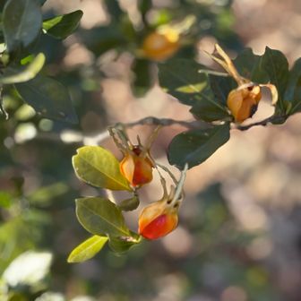何の植物かな？
あとで調べよう