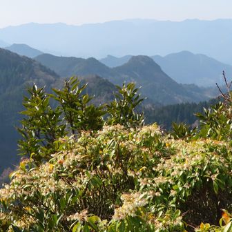 アセビが咲いていた。