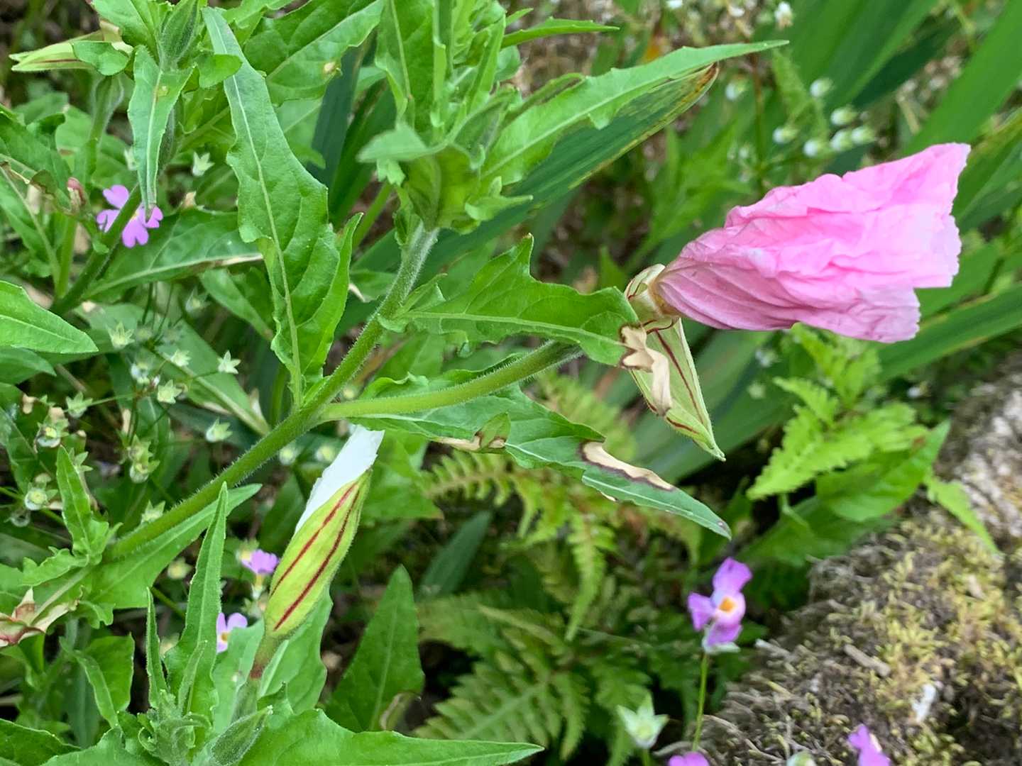 月見草の咲く前と先終わり
同時に見られるのは、嬉しい♡