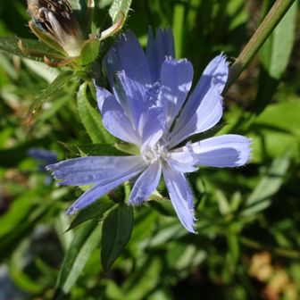 チコリー(キクニガナ)