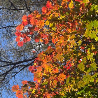 さっそくきれい！このグラデーションが好きだなぁ🍁