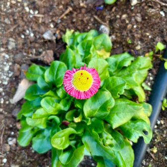 笑顔のお花さん〜☺️