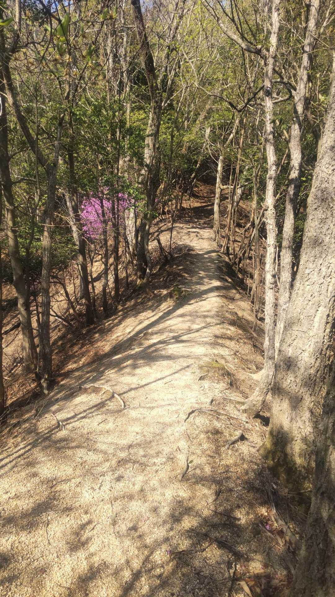 尾根沿いの登山道