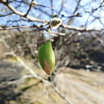 何処へ行こ。

記憶の片隅にあった雨乞山の細道へ。

公園の石柱から、さらに細道へ入る。

ヤバい道だった、ドアの隙間から降りて確認。

前進の最後のカーブはボディかタイヤホイールと私の心を傷付けてしまう。

バックバックバックでバック。