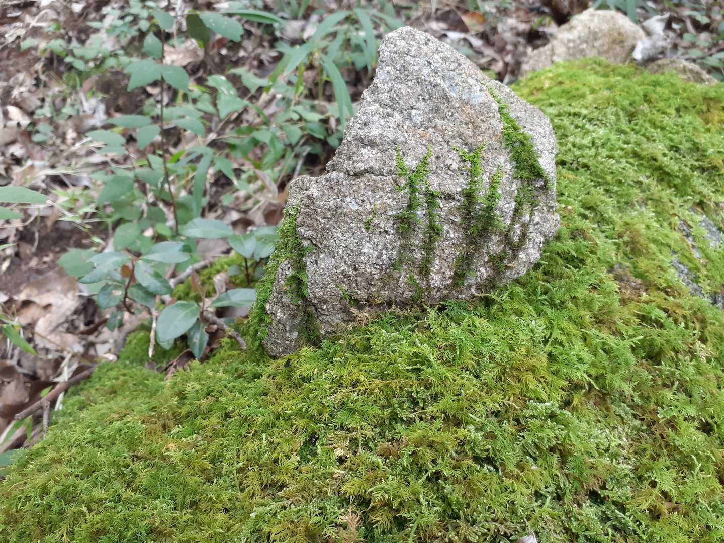 岩の上の石に苔が進出中。