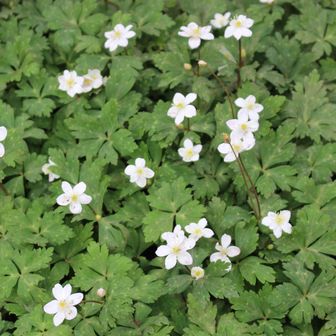 下調べがいまいちだったから、
水辺を歩くのを知らなかったけど、ニリンソウがたくさん咲いていて楽しかったです😊