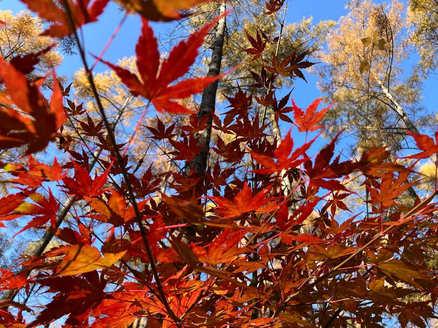 杖突峠-守屋山-守谷山立石コース 周回の写真