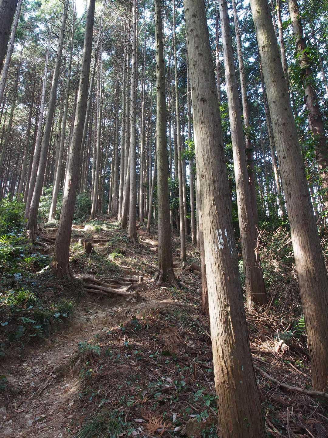 そして急登を頑張ると