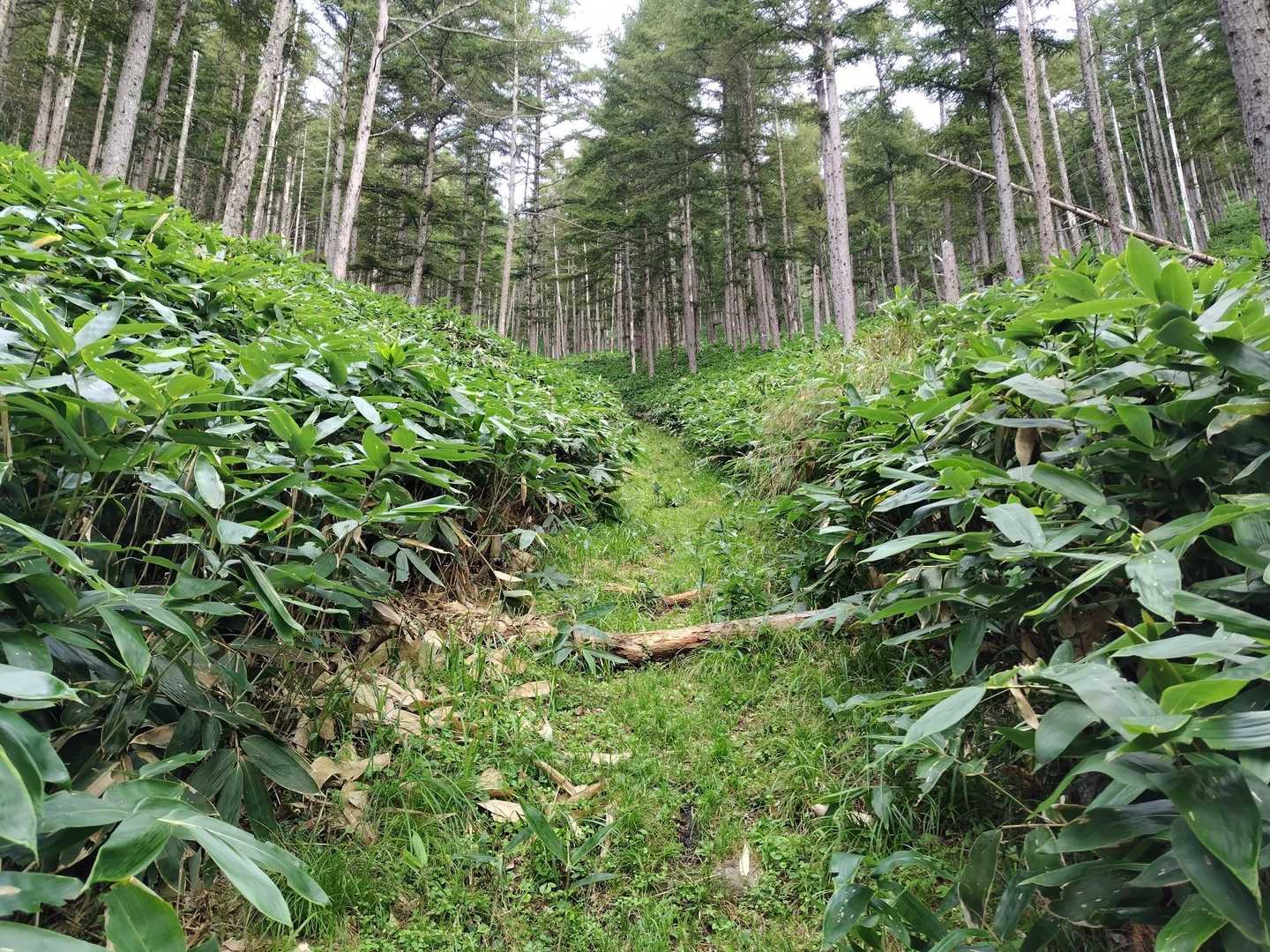 その急な沢地形の中を直登する🚶‍♂💦