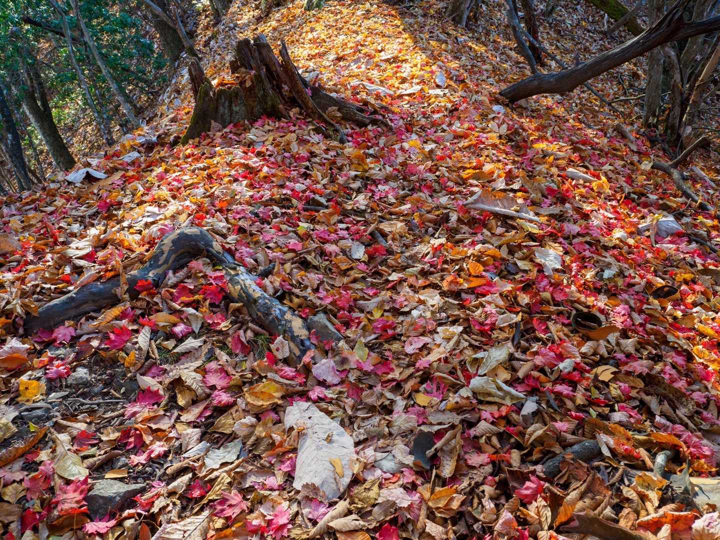 諏訪山登山口-ヤツウチグラ-諏訪山 往復コースの写真