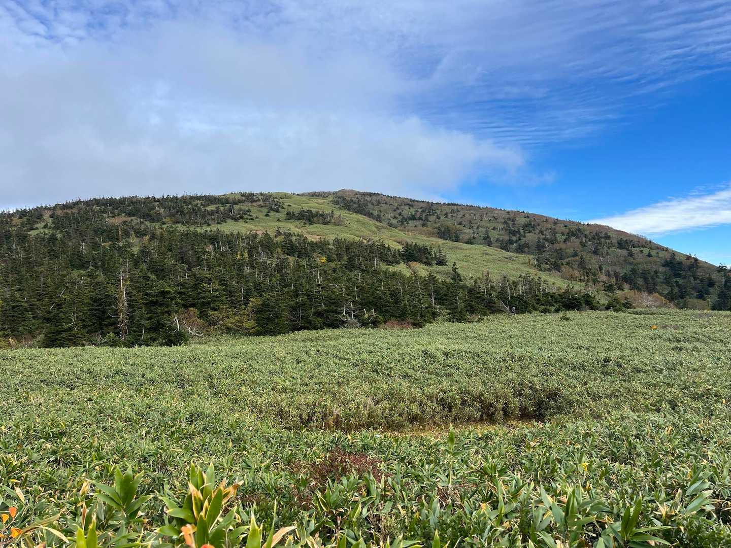 なんてたおやかなお山だろう、ノー急登で登山脳がふやけそうだ🫠