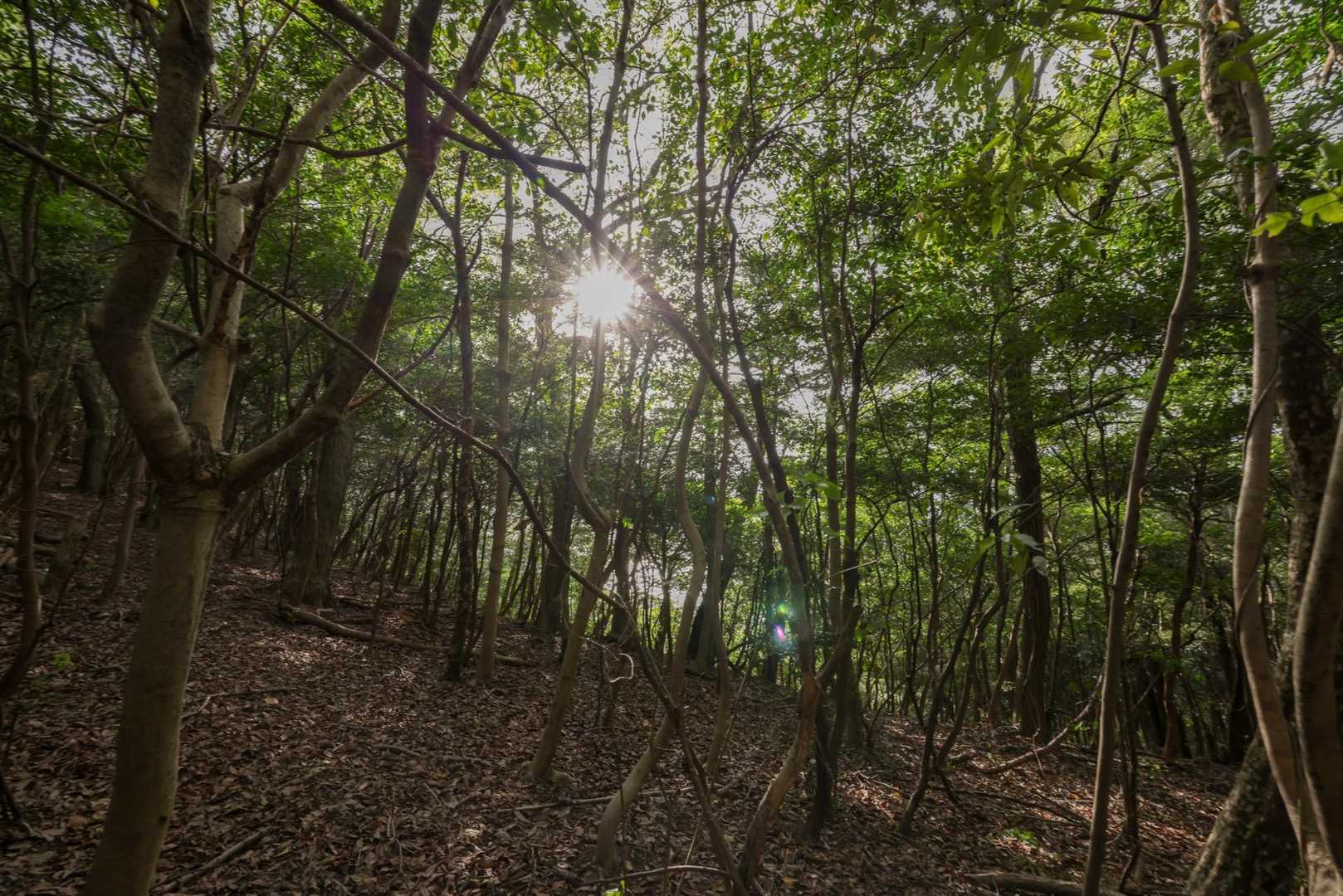 風穴登山口-志保山 往復コースの写真