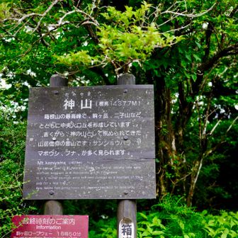 聞いてた通り、山頂に眺望なし
