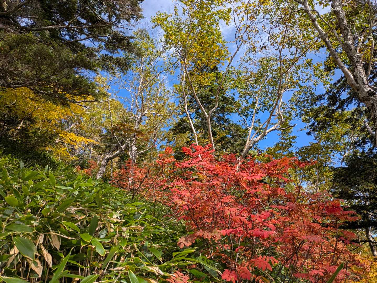 餓鬼岳（白沢登山口）の写真