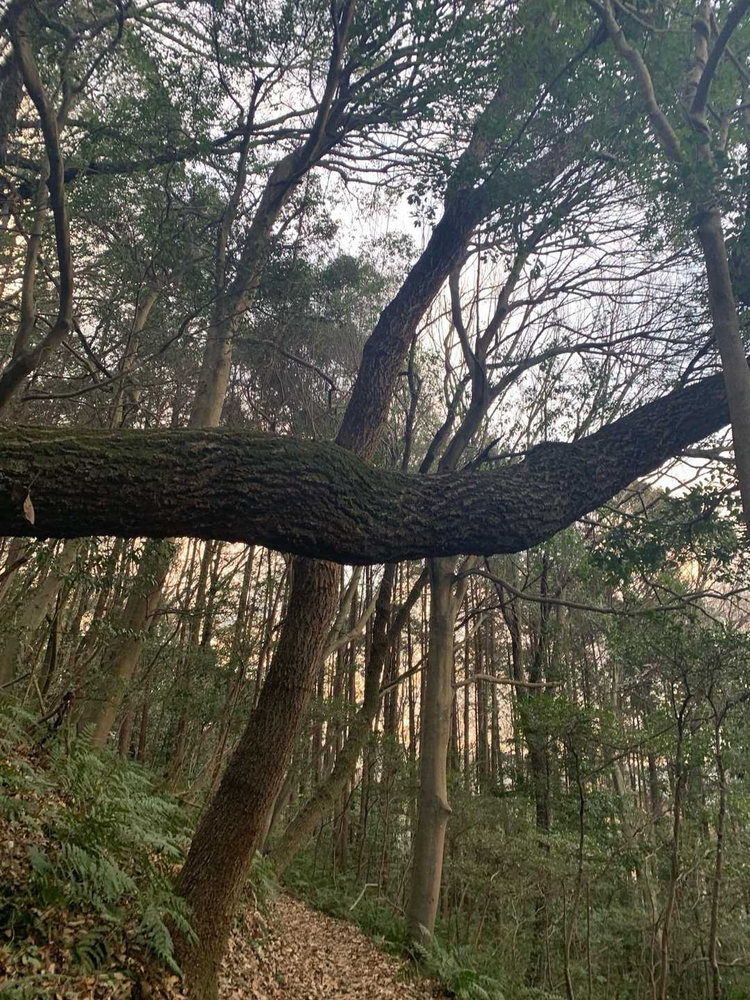 六ッ目山 往復コースの写真