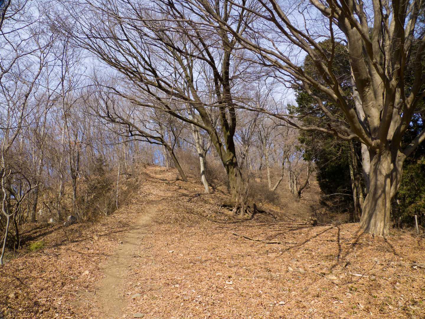 さわやかな登山道