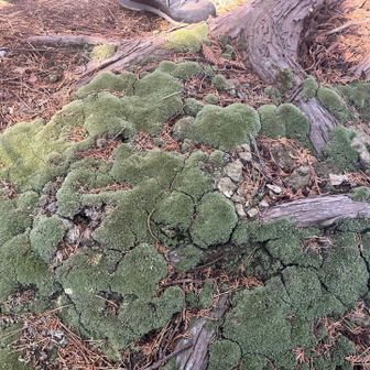 尾根歩きのお山歩ᨒ𖡼.𖤣𖥧

ブロッコリーみたいな苔､スベスベ🥦︎✨️

そしていつの間にかうっかりコース外れて通り過ぎていました(；'ω'∩)