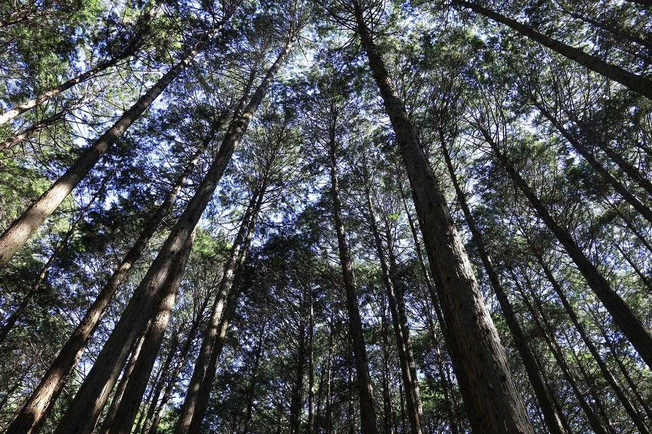 植林地帯を上がります