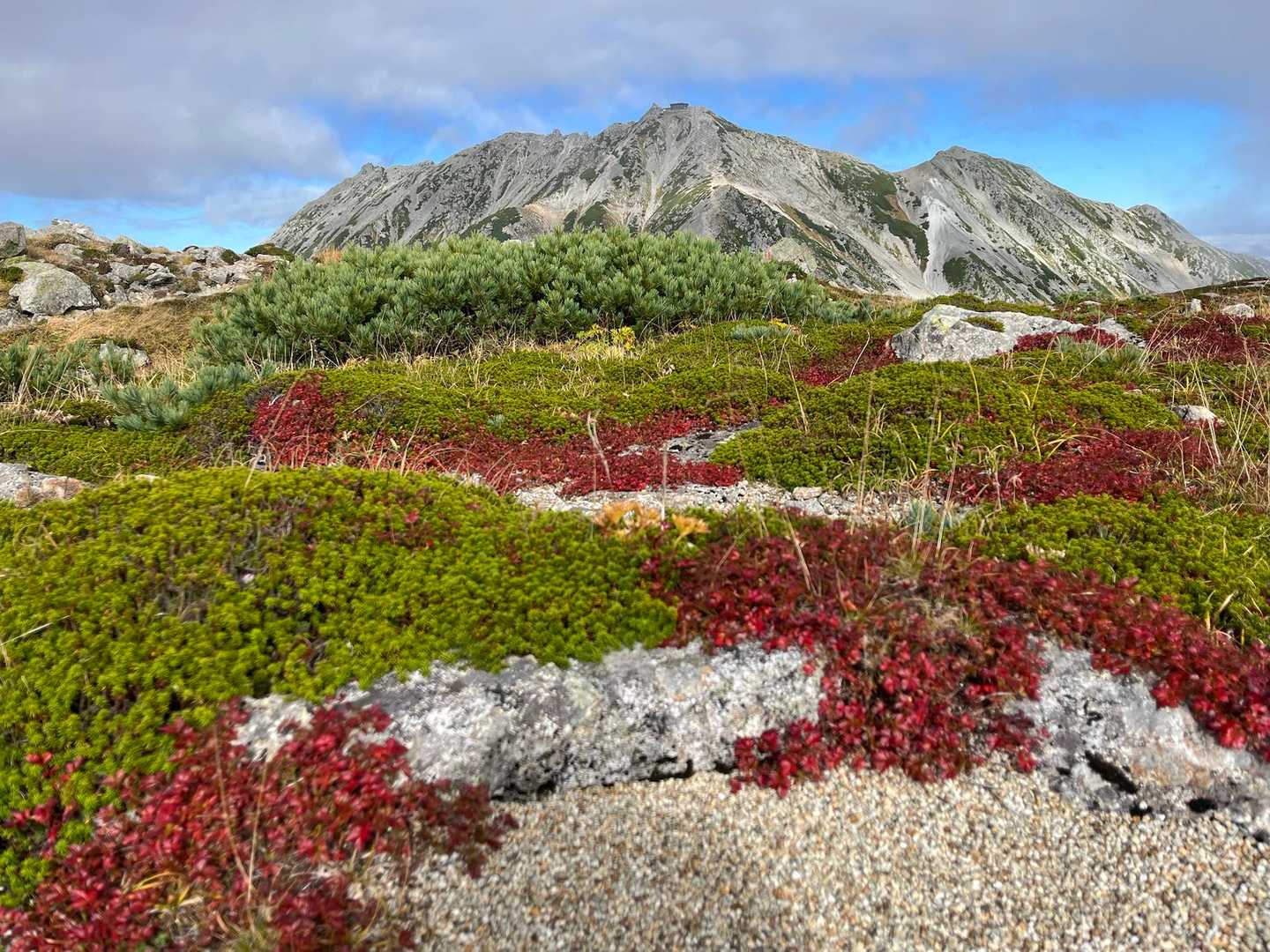 浄土山北峰あたりから見た雄山。ここもチングルマが鮮やか。