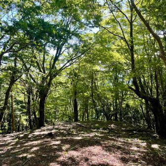 気持ちの良い森です🌳