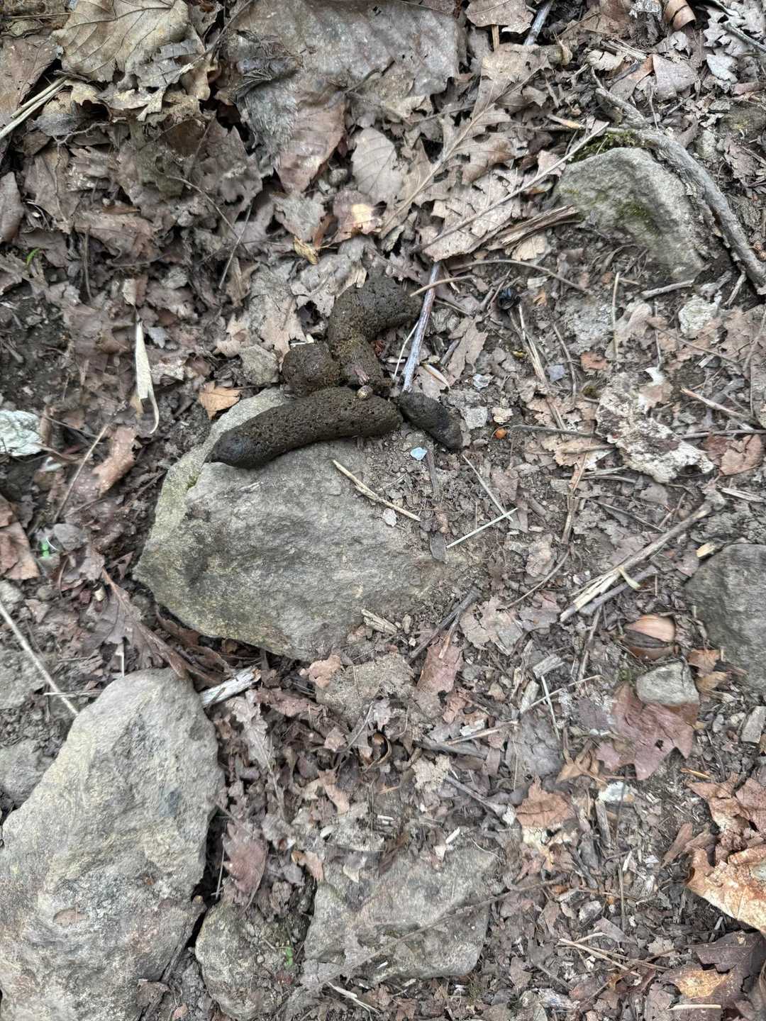 ホヤホヤ💩
臭いもした
