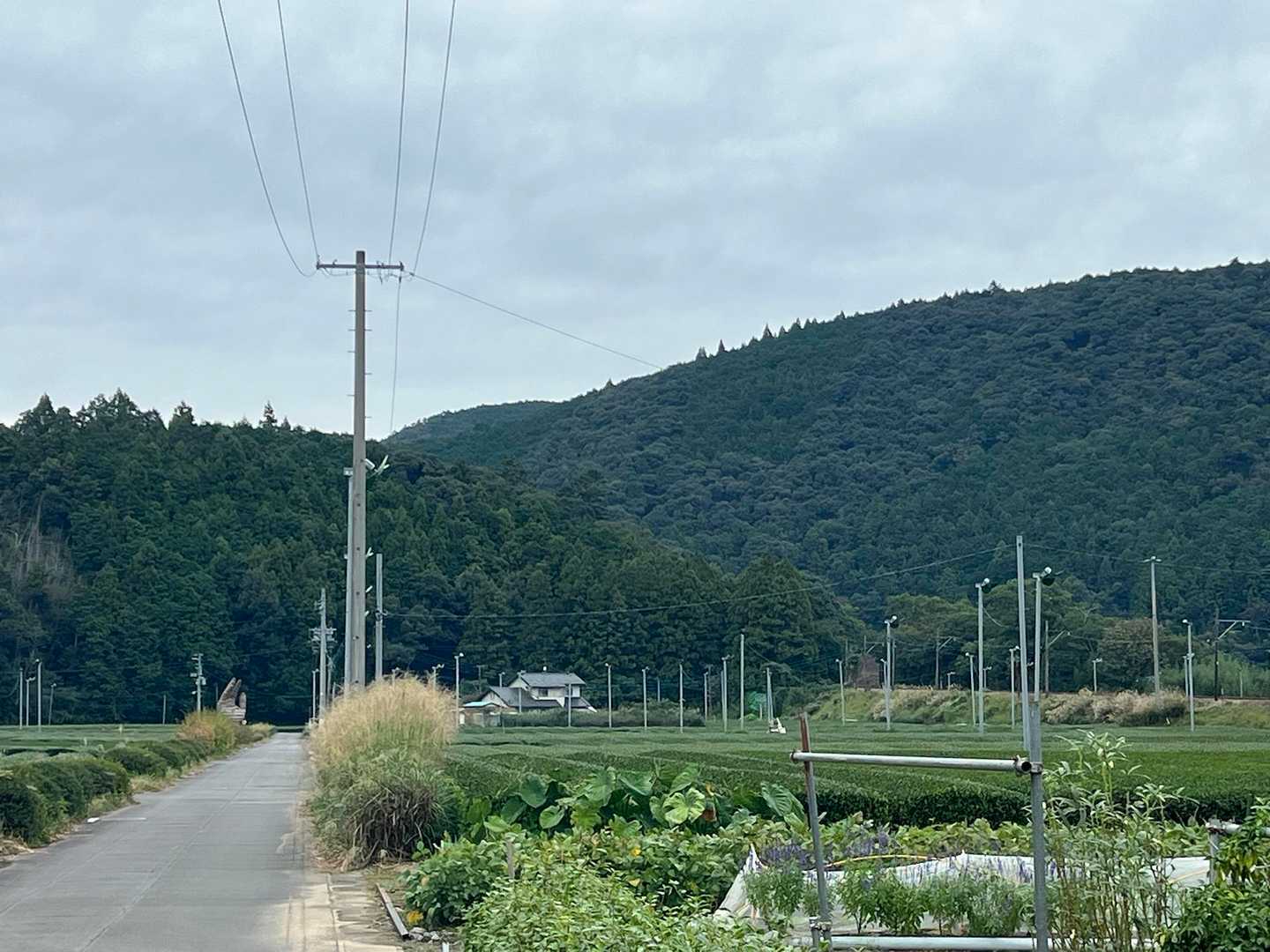 迷路のような茶畑を散策😊