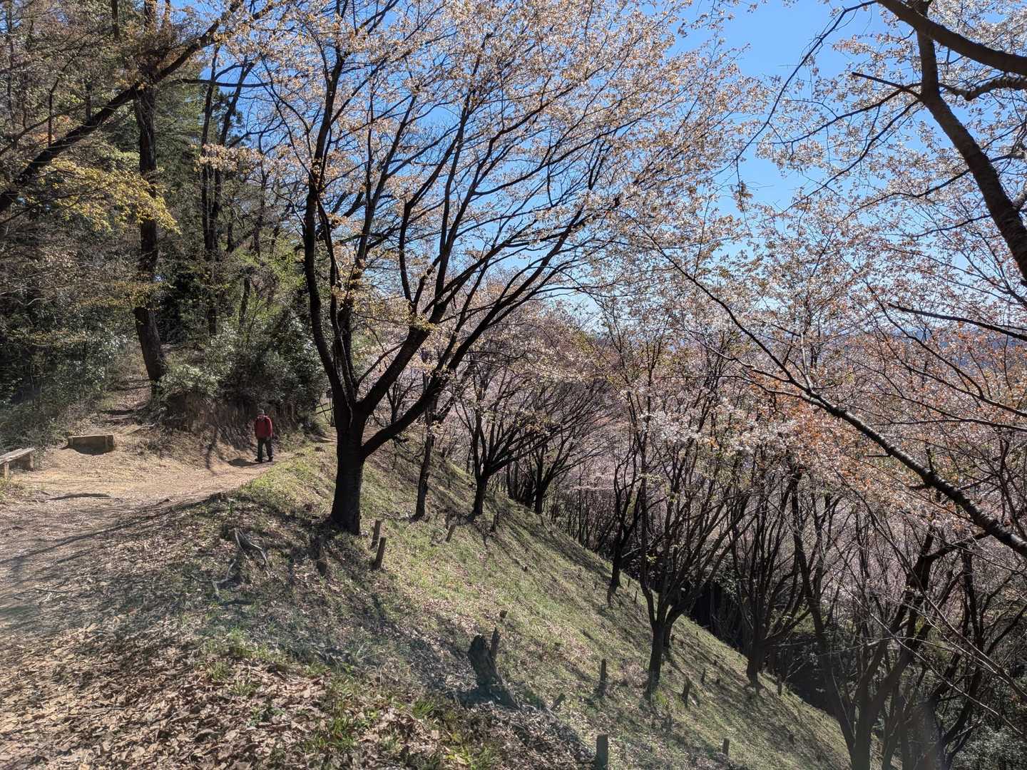 矢倉台手前の休憩所周辺にヤマザクラ満開