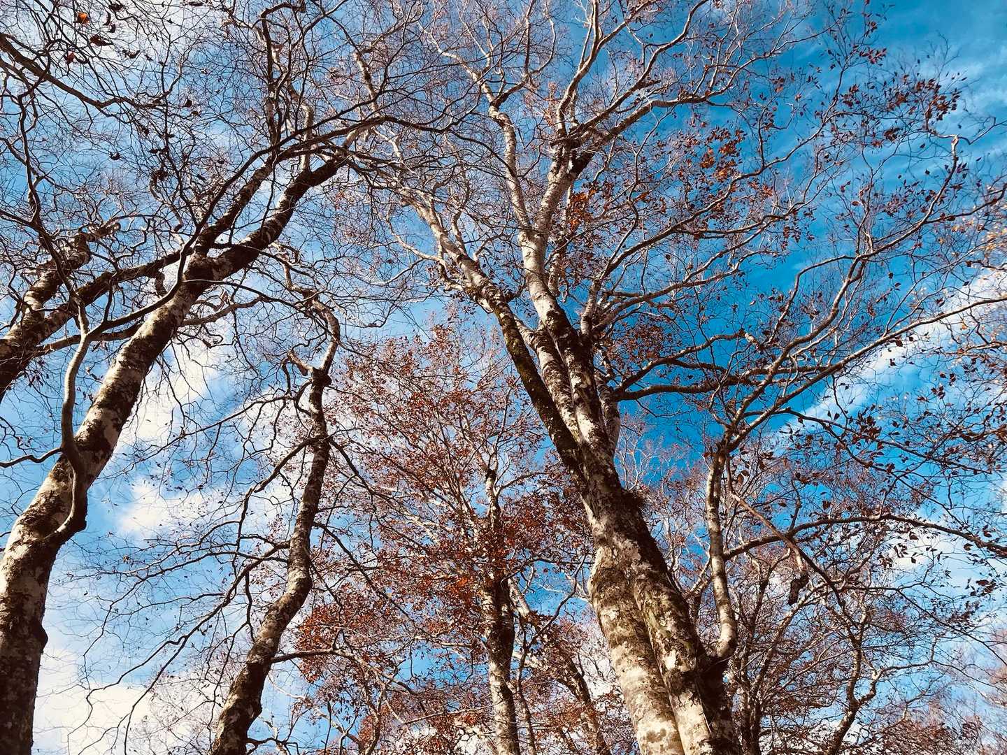 下山は尾根ルートでブナ林を楽しみます