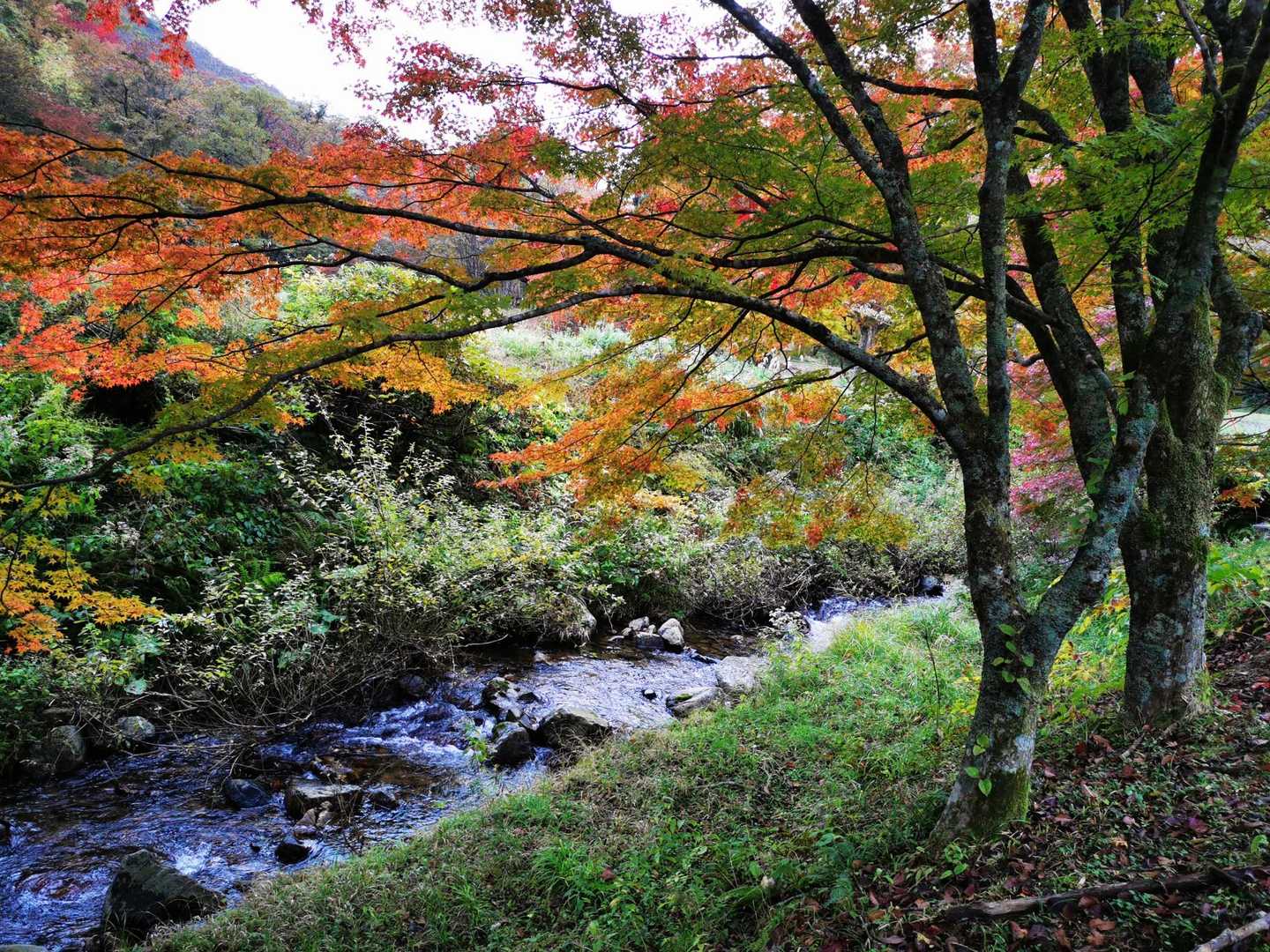 ひろしま県民の森登山口-越原越 周回コースの写真