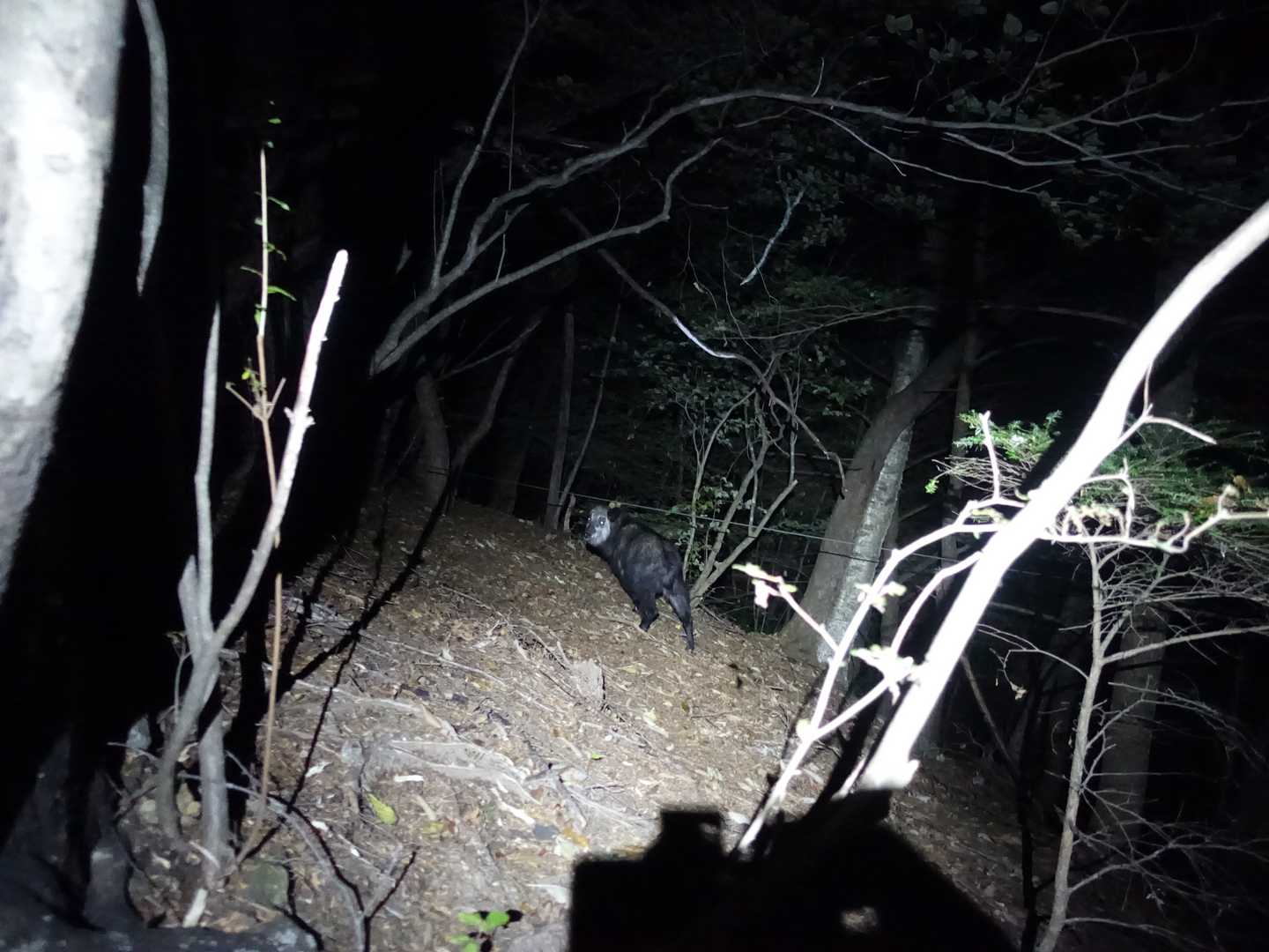 気づくと隣にカモシカ。犬の散歩並みに近かったけど、ライトで逃げてしまいましたね。