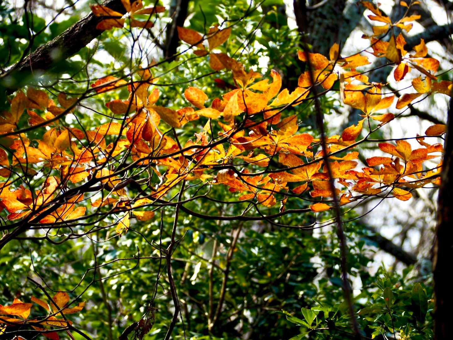 紅葉の名残りも🍂