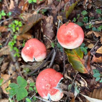 花はほとんどないけど🍄‍🟫がたくさん