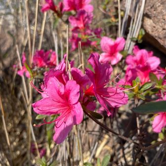 ツツジ🌺が綺麗✨