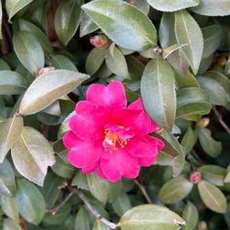 御上神社の赤の山茶花。