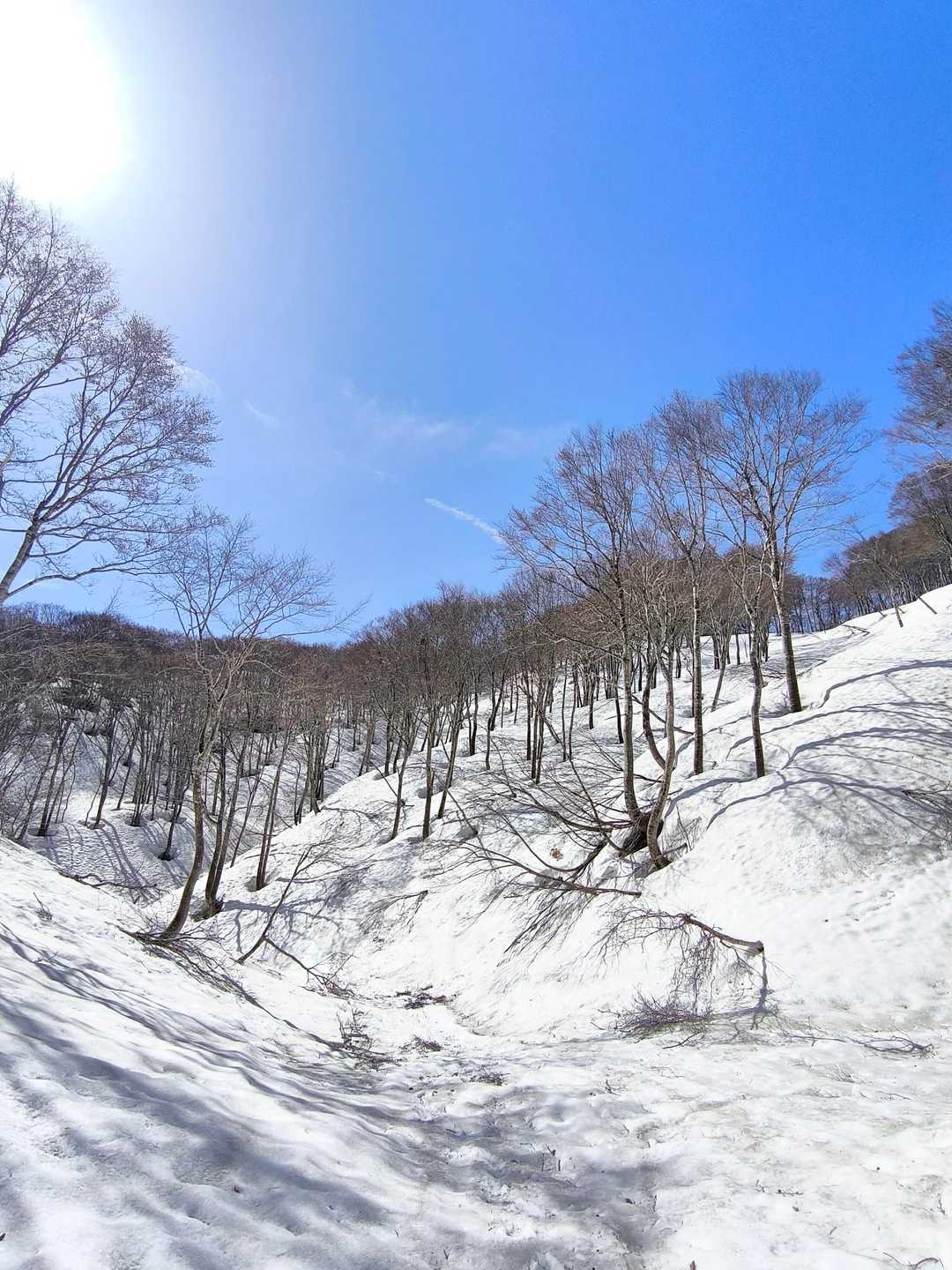 菱ヶ岳 往復コースの写真